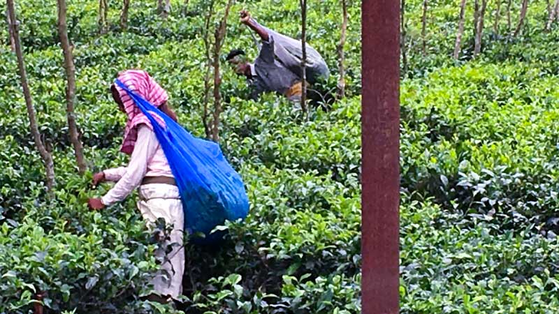 Workers in the tea gardens around Naxalbari